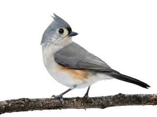 Tufted Titmouse Perched on a Branch © ieps