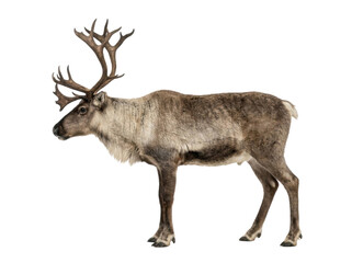 Full Body Reindeer Isolated On White © ieps