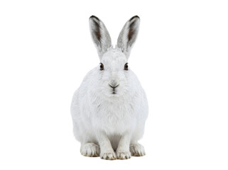 Arctic Hare Sitting on White Background © ieps