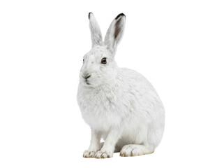 Arctic Hare Sitting on White Background © ieps