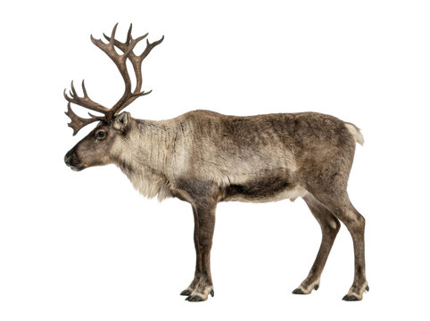 Full Body Reindeer Isolated On White