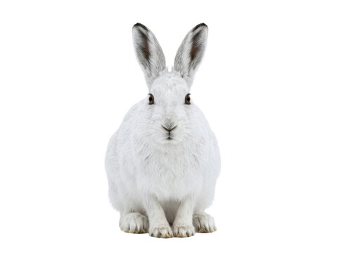 Arctic Hare Sitting on White Background