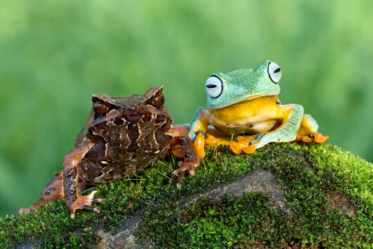 Close-up portrait of a Malayan horned frog (Pelobatrachus nasutus) and a Javan Tree frog (Rhacophorus nigropalmatus) sitting side by side on a moss covered rock, Indonesia