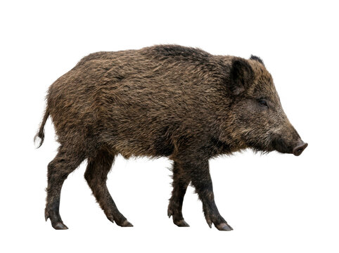 Wild Boar Standing Isolated on White