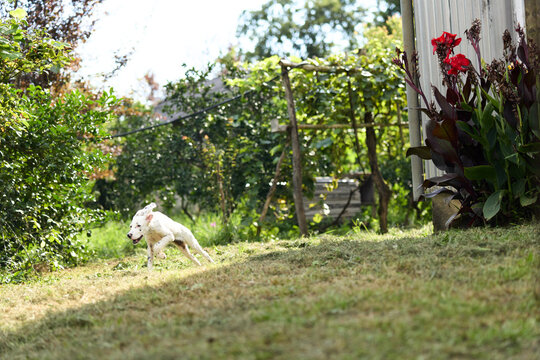 White dog runs across green grass in a sunny garden. The playful puppy enjoys the sunny day outdoors. Concept of happy pets in nature.