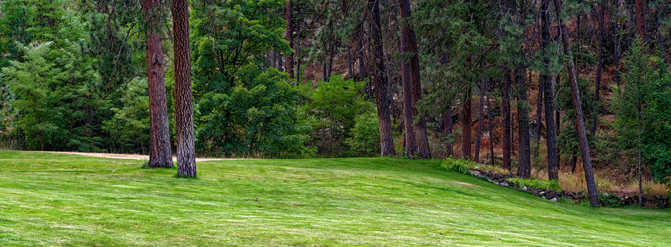 Panorama of a green grassy meadow by the edge of a forest