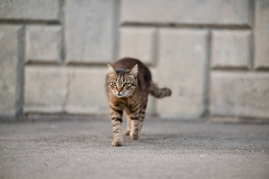 Stray tabby cat walking towards camera with serious intense look outdoor portrait