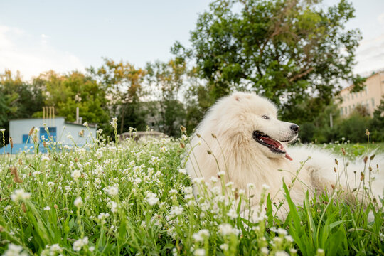 Fluffy white Samoyed dog lying in green grass with white flowers sticking tongue out