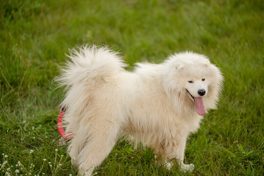 Fluffy Samoyed and yellow Labrador playing together with red puller ring toy on green grass outdoors