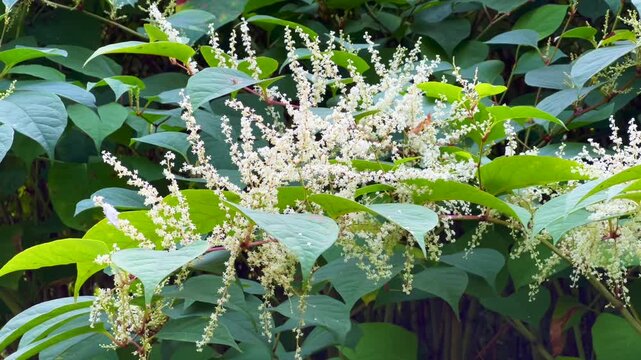 Flowering Japanese Knotweed (Fallopia japonica) an invasive plant in Abbek&aring;s, Skurup community, Scania, Sweden, Scandinavia