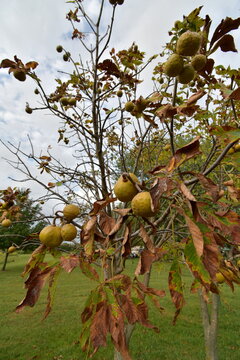 Buckeye Seeds on a Tree