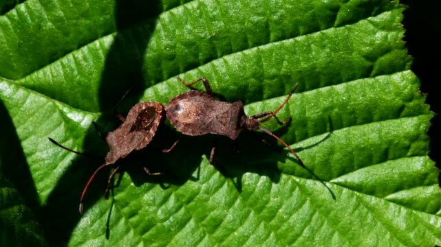 Dock Leaf Bug, Dock Bug (Coreus marginatus), courtship and copulation time