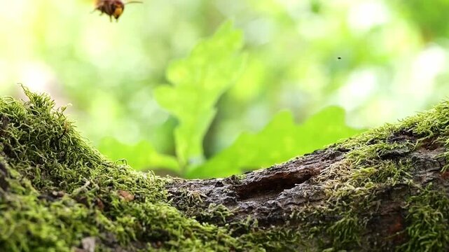 European hornet (Vespa crabro) flies to the fracture of the tree bark in the oak to drink the emerging sweet tree sap, North Rhine-Westphalia, Germany