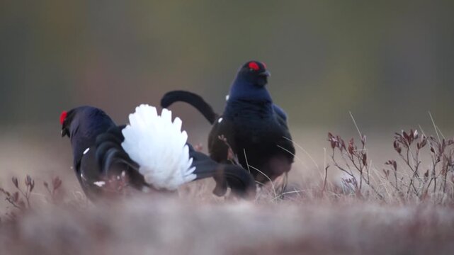 Video Black Grouse (Tetrao tetrix), male, courtship, Finland