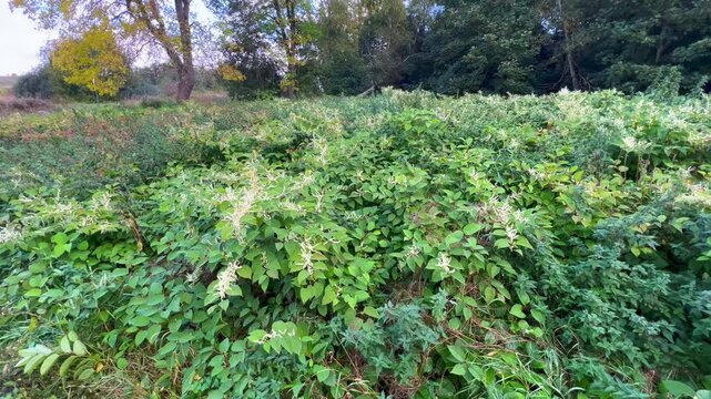 Flowering Japanese Knotweed (Fallopia Japonica), an invasive piece in a forest clearing in Ystad, Scania, Sweden, Scandinavia