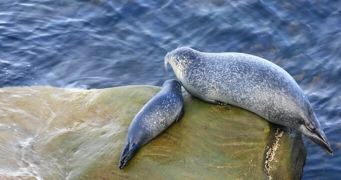 Harbor seal (Phoca vitulina), Female and her baby sitting on a rock to rest and regulate their body temperature. Forillon national park, Province of Quebec, Canada, North America