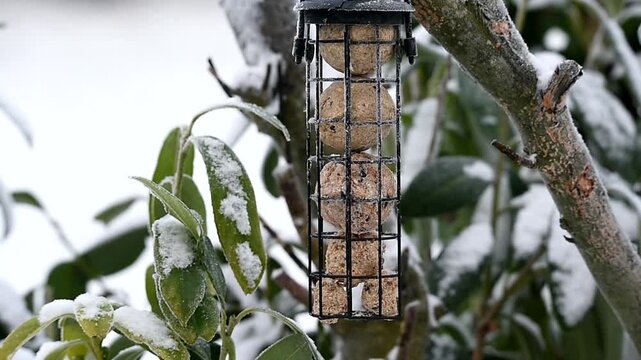 Blue tits (Cyanistes caeruleus) eating tit dumplings in winter, Schleswig-Holstein, Germany