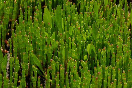 Sea Asparagus Glasswort Succulent Plants In A Dense Pattern. Closeup Macro Of Coastal Vegetation. Natural Green Background