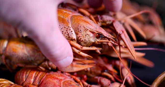 A row of ready-made red crayfish on a black stone background, several ready-made crayfish with claws and textured shell are laid out in a line