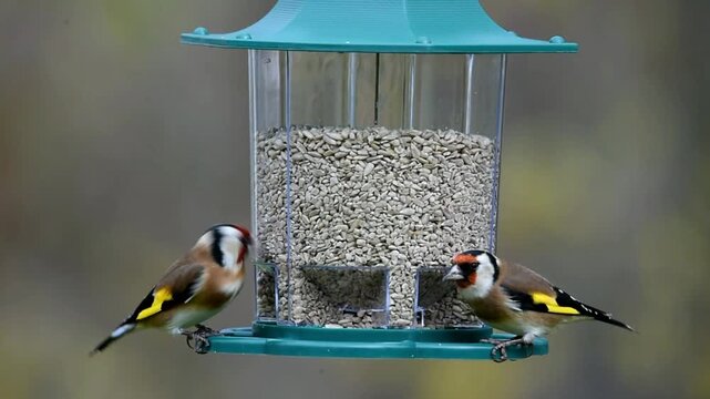 European goldfinch (Carduelis carduelis) eats sunflower seeds, Hesse, Germany