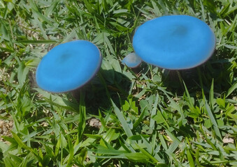 Blue Mushroom on the Ground grass © Rafa Sales