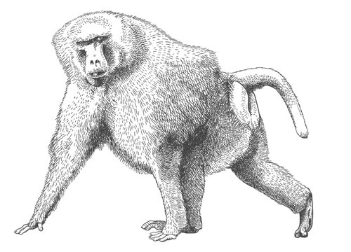 Engraving Hamadryas baboon - Papio hamadryas