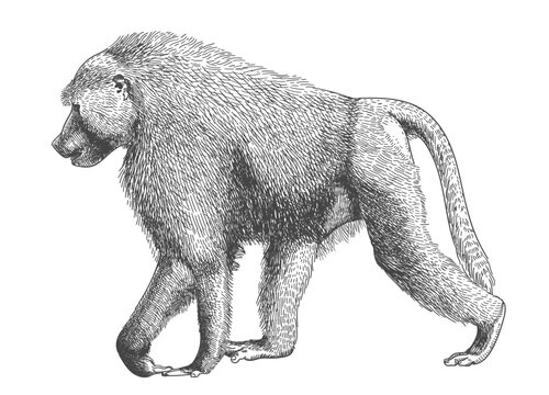 Engraving baboon
