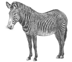 Fototapeta premium Engraving imperial zebra - Equus grevyi