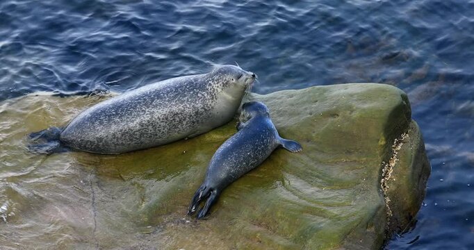 Harbor seal (Phoca vitulina), Female and baby climbing on rock at low tide to rest and regulate their body temperature. Forillon national park, Province of Quebec, Canada, North America