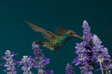 Fototapeta premium Broad-billed hummingbird feeding on a purple flower