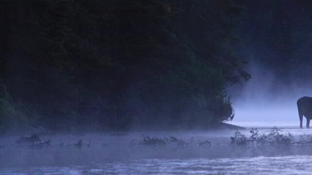 Moose, (alces alces), Young bull moose feeding in a lake, Moose eating aquatic vegetation, Misty morning, Blue hour, Wide view, La Mauricie national park, Province of Quebec, Canada, North America