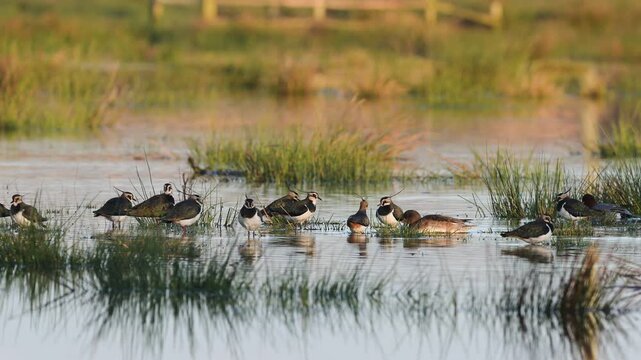 Northern Lapwing, Vanellus vanellus, birds on marshes at winter