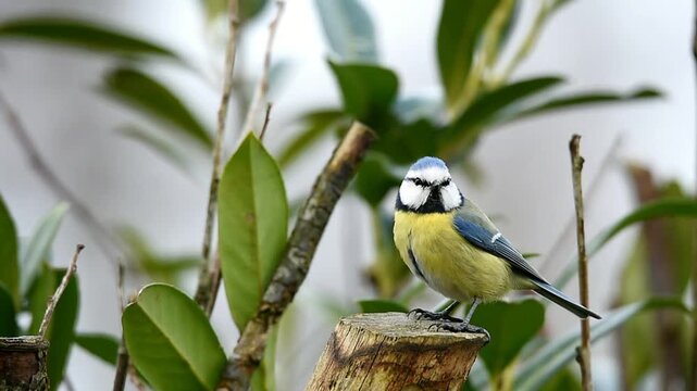 Blue tit, (Cyanistes caeruleus) in cherry laurel, (Prunus laurocerasus)