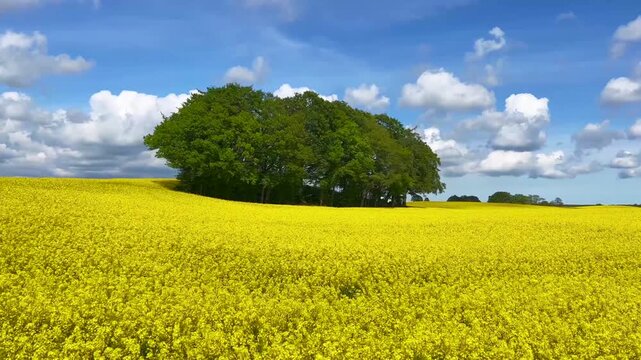 Grove in a field of rape in Tomelilla community, Scania, Sweden, Scandinavia