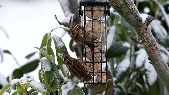 House sparrows (Passer domesticus) eating fat balls in winter, Schleswig-Holstein, Germany