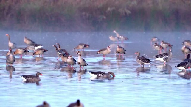 Egyptian geese (Alopochen aegyptiaca), Germany
