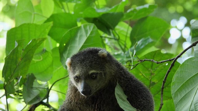 Sulawesi cuscus (Strigocuscus celebensis) climbing, Tangkoko National Park, Sulawesi