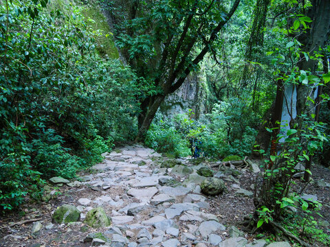 Vista descendente de un sendero rocoso de senderismo que baja hacia un denso dosel de bosque verde en Morelos, M&eacute;xico.