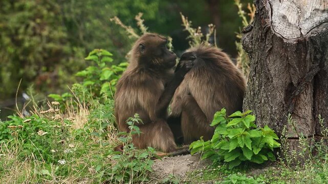 Gelada baboon monkey help eat other. Two gelada baboons grooming each other in nature. Wild animal monkey outdoor. Gelada monkey in wildlife. Brown baboon primate. 4k footage, copy space