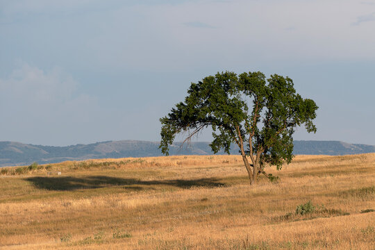 Graceful tree on prairie in warm late-day light
