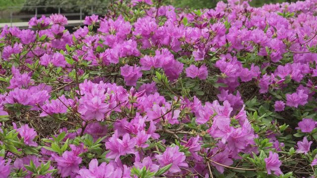 A panning view shifts from a dense close-up of Korean azalea blossoms into a wider garden scene with layered foliage. Soft daylight and deeper perspective highlight the calm, vivid natural setting.