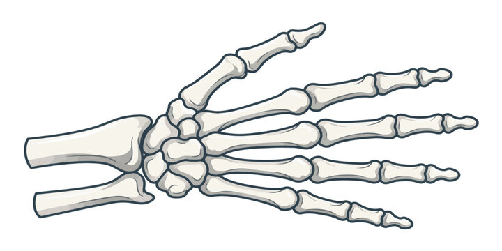 Detailed Illustration of a Human Hand Skeleton Anatomy.