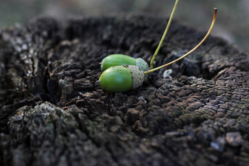 Two fresh green acorns resting on the deeply textured surface of a weathered tree stump. Close-up of green acorns. Forest finds © dlinnaya