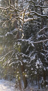   fir branches under heavy white snow in the thicket, empty fir branches are permeated with soft golden light in the early morning hours