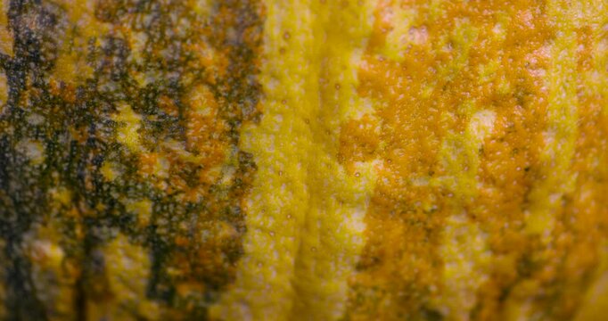 The yellow-green texture of the pumpkin skin in close-up, the organic surface of the pumpkin peel with a natural pattern of stripes and dots