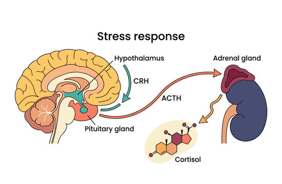 Stress response medical illustration showing hypothalamus pituitary adrenal axis and cortisol production