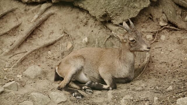 Goat relax outdoor. Wild animal on summer. Wild animal in zoo. Mountain goat in wildlife. 4k footage. Mountain goat or antelope