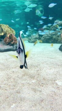 【Aquarium】Sea turtle / Pennant coralfish Looking at camera［4K Vertical Angle Video］