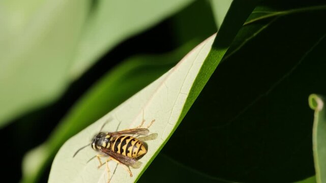 Wasp Crawling and Grooming on Green Leaf in Wind Macro Video