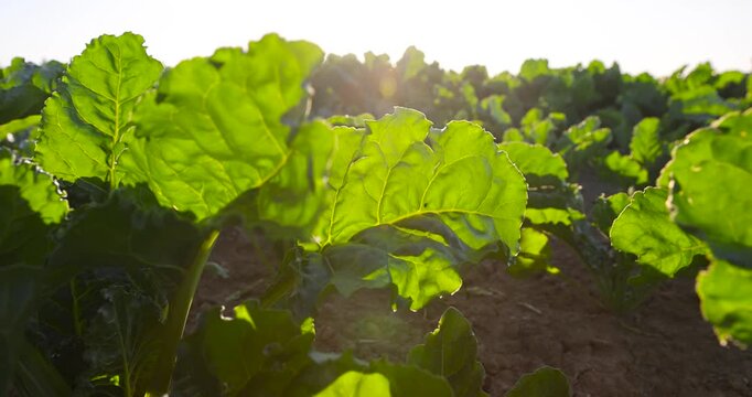 Green sprouts of beet on open field ground, young bushes of sugar beet grow in smooth rows on dry rural garden bed on a sunny day, sugar beet